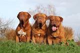 DOGUE DE BORDEAUX 194